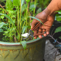 Handy Pruner for Small Hands